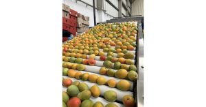 Goldenberry Farms Launches 2025 Sugar Mango Runt Mango Season with Unusual Digital Instruments for Farmers