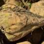 Sugar beet pulp fibers say doable for nutritional dietary supplements and sustainable plastic alternatives