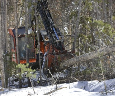 Trump present calls for quick growth of timber manufacturing