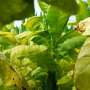 Tobacco’s hidden friendly aspect: How the controversial plant will most likely be former for ethical