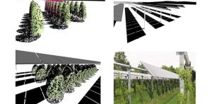 Horizontal single-axis trackers key to minimize agricultural yield losses in agrivoltaics