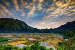 Six-year take a look at discipline reveals agrivoltaics will possible be serious for rice productivity