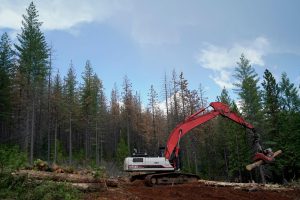 Trump administration rolls abet wooded space protections in train to ramp up logging