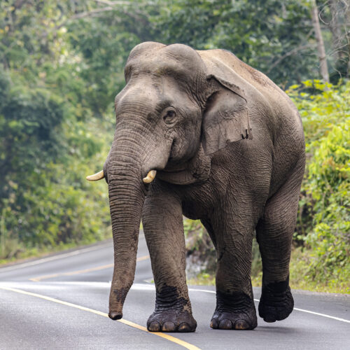 Editorial: Huge de-extinction is unsuitable conservation