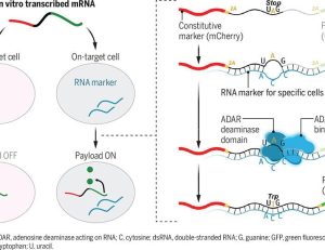 Empower the age of clear mRNA medication: Programmable RNA sensor and molecular tools refine therapeutic payload production | Science