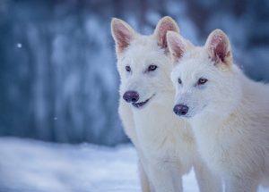 The wonder and controversy of bringing abet the dire wolf from extinction | Mighty Biosciences interview