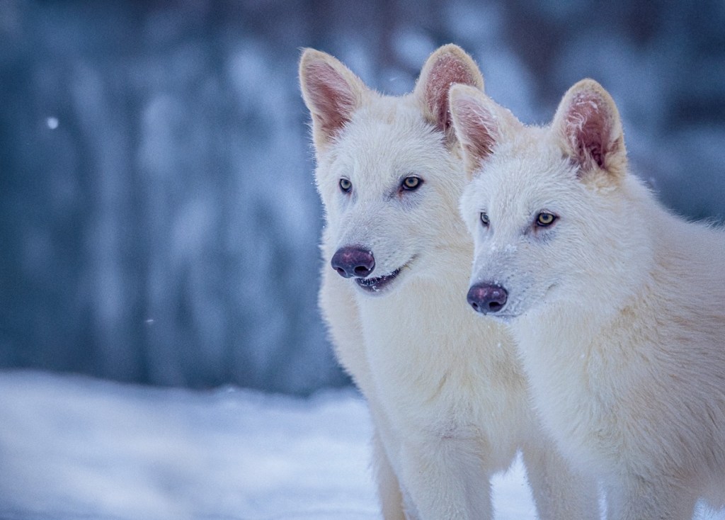 The wonder and controversy of bringing abet the dire wolf from extinction | Mighty Biosciences interview