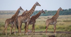 Ten Animals with More Exciting Intercourse Lives Than You