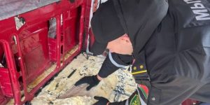 Authorities take chronicle amount of explosives at Poland-Belarus border on its approach to Russia: chronicle