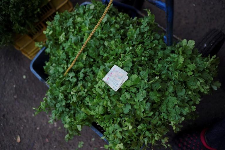 USDA concerns public health alert for soups and bowls with cilantro that will maybe maybe have wooden