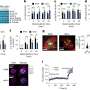 Tumor byproduct blocks immune cells from battling cancer, offering new medication aim