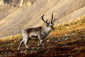 Winter warming and rain rude events pose overpassed chance to Arctic life