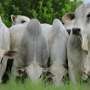 Crimson meat manufacturing emits greater than twice the greenhouse gasoline targets, Brazilian idea finds