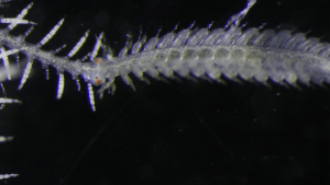 Sea worm’s reproductive bits grow their possess eyes sooner than mating