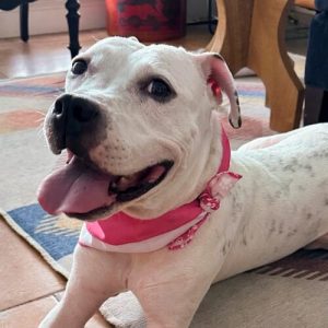 I helped a lost canine’s AirTag ping its proprietor: An ode to replaceable batteries