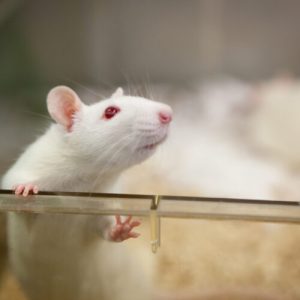 Scientists work out how the mind forms emotional connections