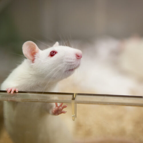 Scientists work out how the mind forms emotional connections