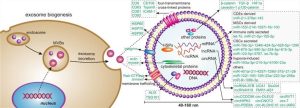 CD Bioparticles Announces Complete Suite of Exosome Modification Products to Approach Study