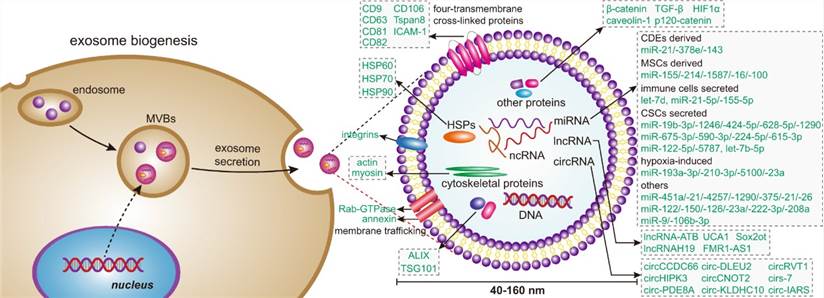 CD Bioparticles Announces Complete Suite of Exosome Modification Products to Approach Study
