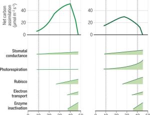 Safeguarding chop photosynthesis in a without word warming world | Science