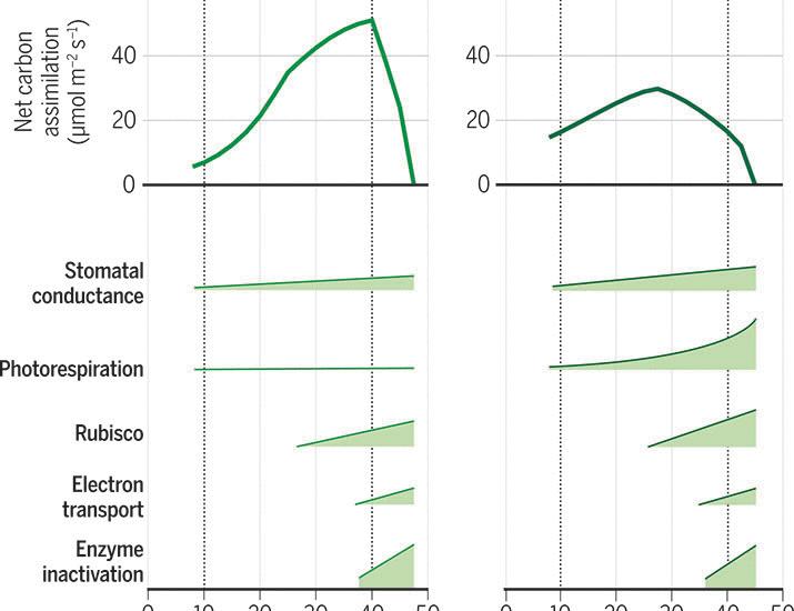 Safeguarding chop photosynthesis in a without word warming world | Science