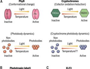 Dispersed substances force temperature sensing and response in plants | Science