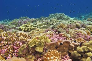 One other formula to take a look at the well being of a coral reef: Be conscious the microbes in the seawater
