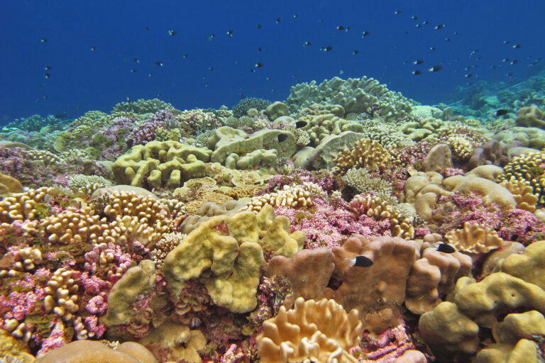 One other formula to take a look at the well being of a coral reef: Be conscious the microbes in the seawater