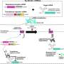 Desirable mRNA medication listen to the physique, adjusting protein manufacturing basically based on illness-related signals
