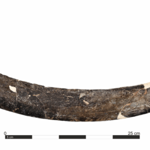 A colossal tusk boomerang from Poland is 40,000 years former