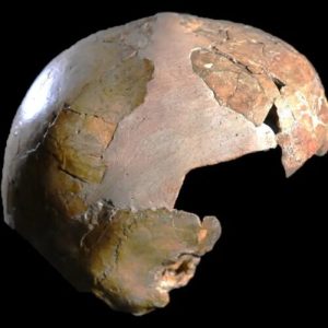 Venerable cranium could had been half human, half Neanderthal baby