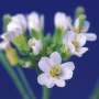 Vegetation engineered for optimum biofuel production
