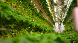 Dyson Unearths Futuristic Farming Imaginative and prescient