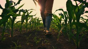 Europe’s farming crisis: Worker numbers plummet as young steer clear of industry
