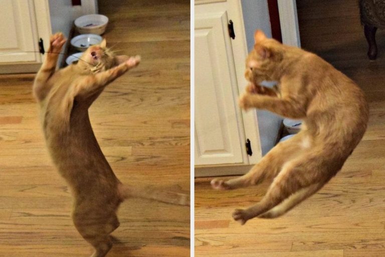 27 Pet Merchandise That Don’t Tag A Lot, Nonetheless They’ll Delight in Your Furry Friend Head Over Paws In Indulge in