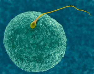 Male Birth Preserve watch over Pill YCT-529 Passes Human Safety Check