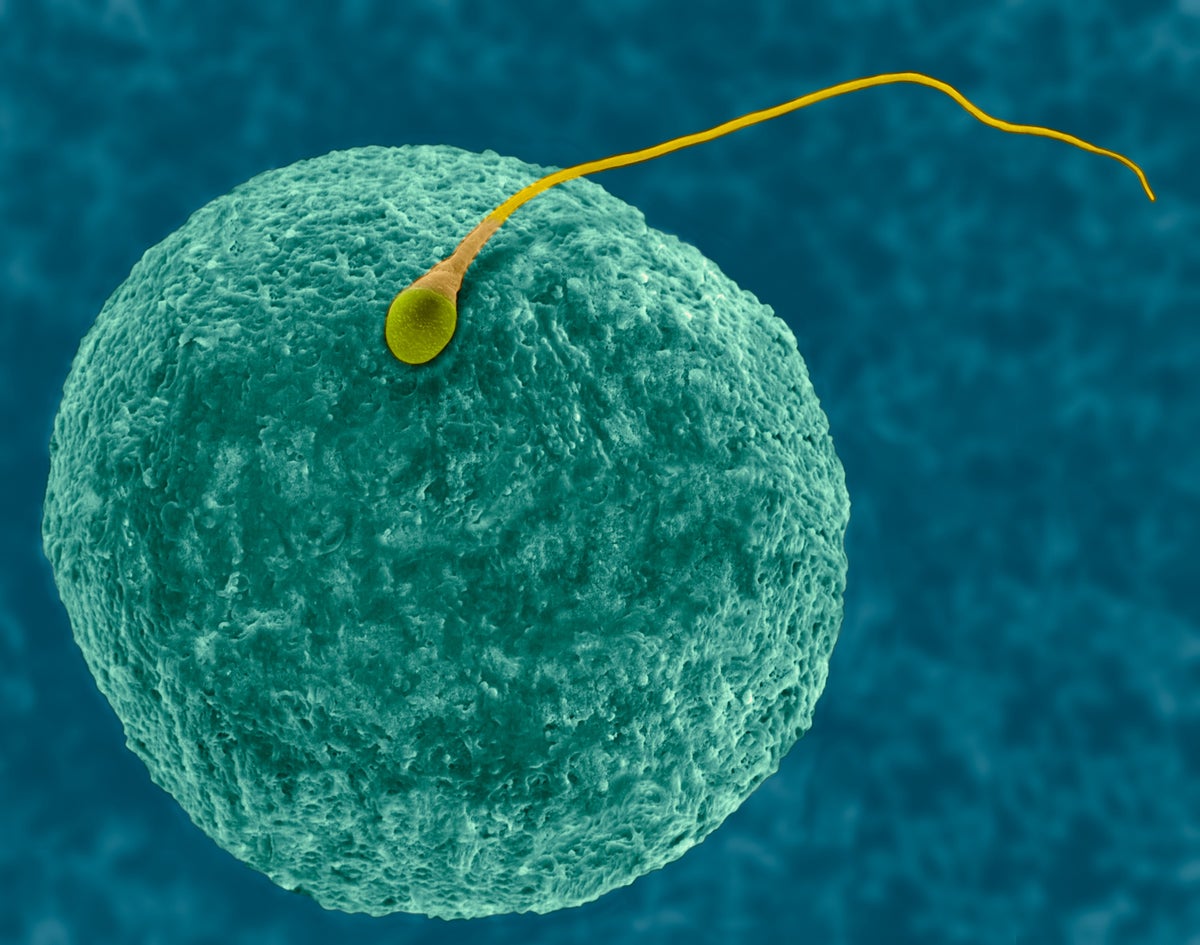 Male Birth Preserve watch over Pill YCT-529 Passes Human Safety Check