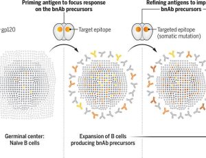 Evolving rare B cell lineages for an effective HIV vaccine | Science