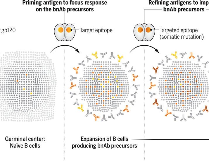 Evolving rare B cell lineages for an effective HIV vaccine | Science