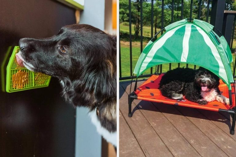 If Treating Your Dogs Makes You Happy, Then You’ll Prefer To Depend on At These 25 Target Products