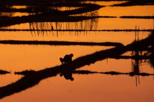 Agrivoltaics on rice fields, no longer a lost role off