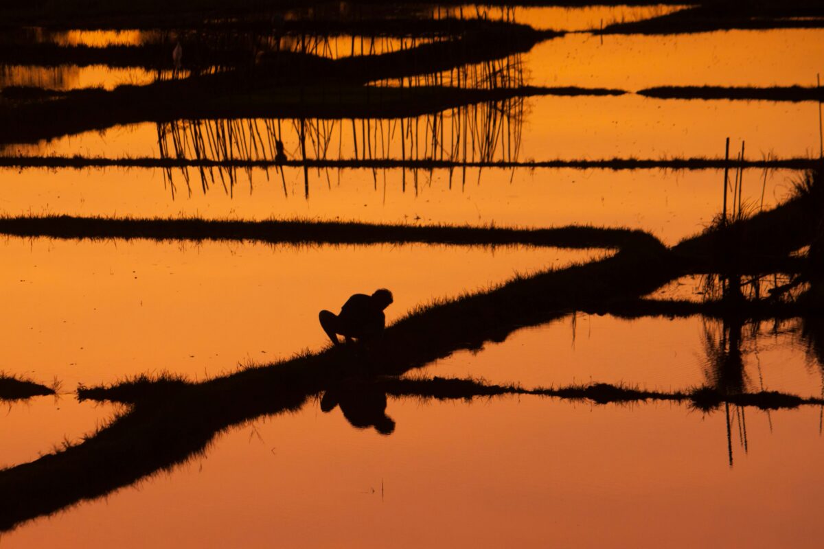 Agrivoltaics on rice fields, no longer a lost role off