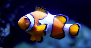10 Amazing Animals That Can Swap Their Intercourse