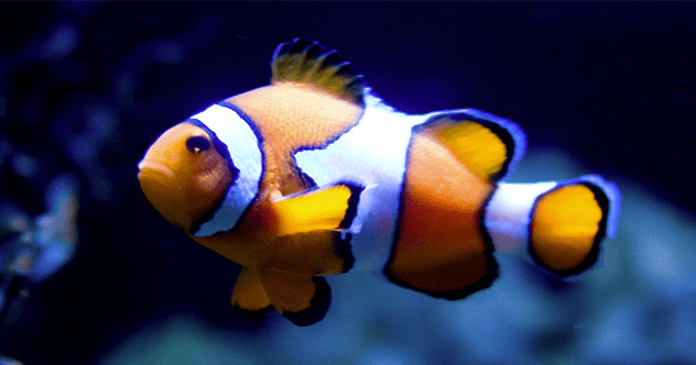 10 Amazing Animals That Can Swap Their Intercourse