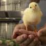 Calcium exams in poultry offer likelihood for improved feed efficiency