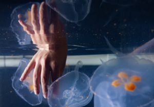 Cyborg jellyfish might explore the deep sea to observe climate trade
