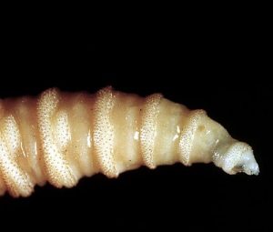 Horrifying screwworm infection confirmed in US traveler after abroad day out