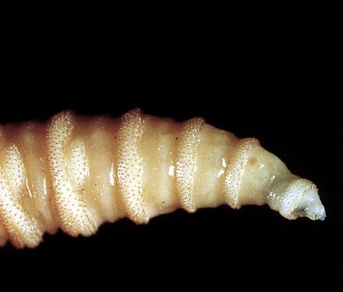 Horrifying screwworm infection confirmed in US traveler after abroad day out