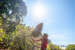 EUDR: 5 key traceability challenges for espresso