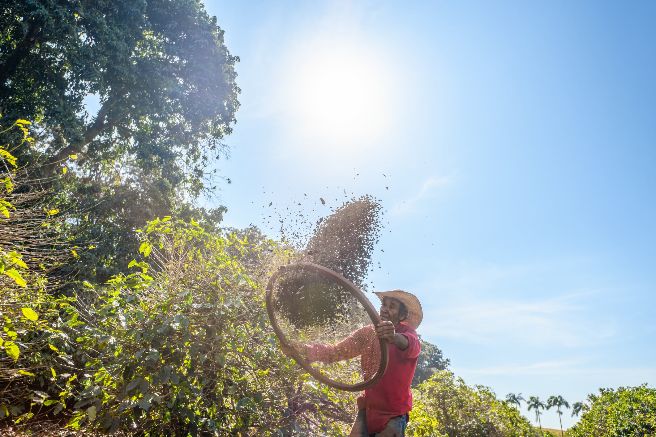 EUDR: 5 key traceability challenges for espresso